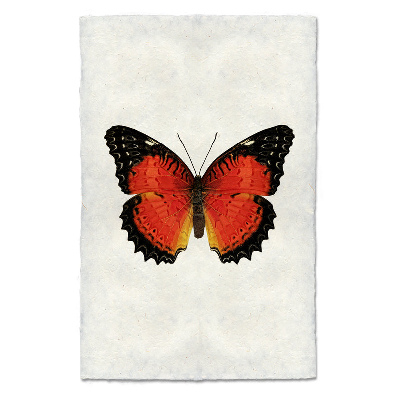 Barloga Butterfly 