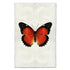 Barloga Butterfly 
