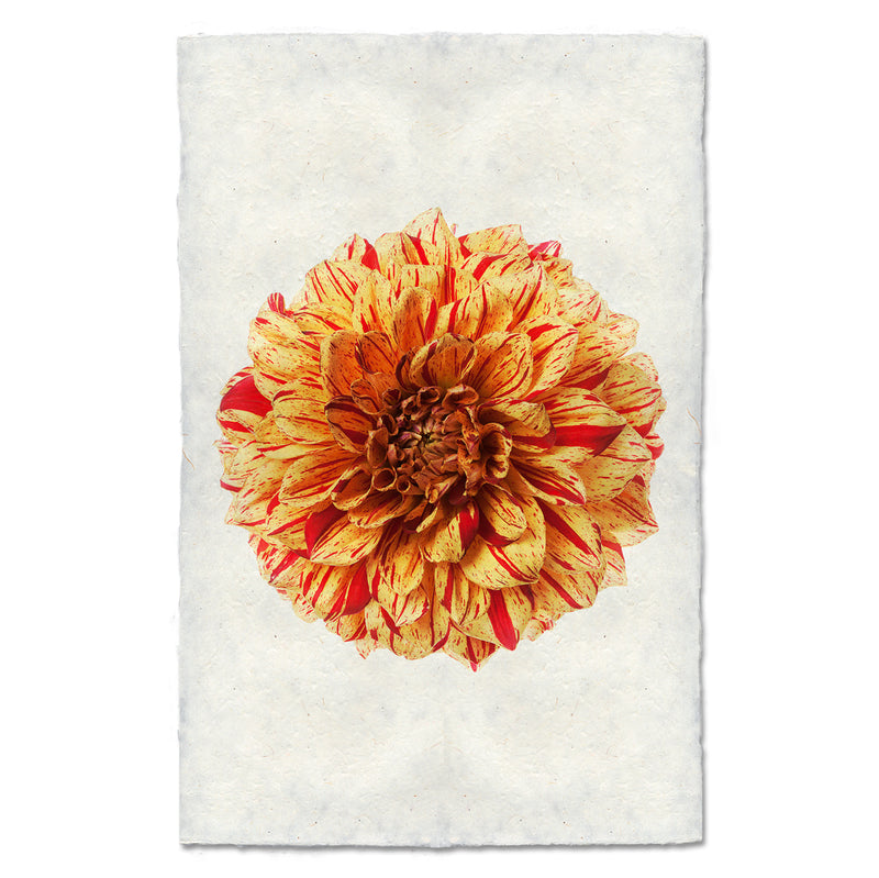 Gloriosa Art Print