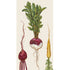 Illustration of three harvest vegetables—red beet, red onion, and yellow carrot—on a cream background. 