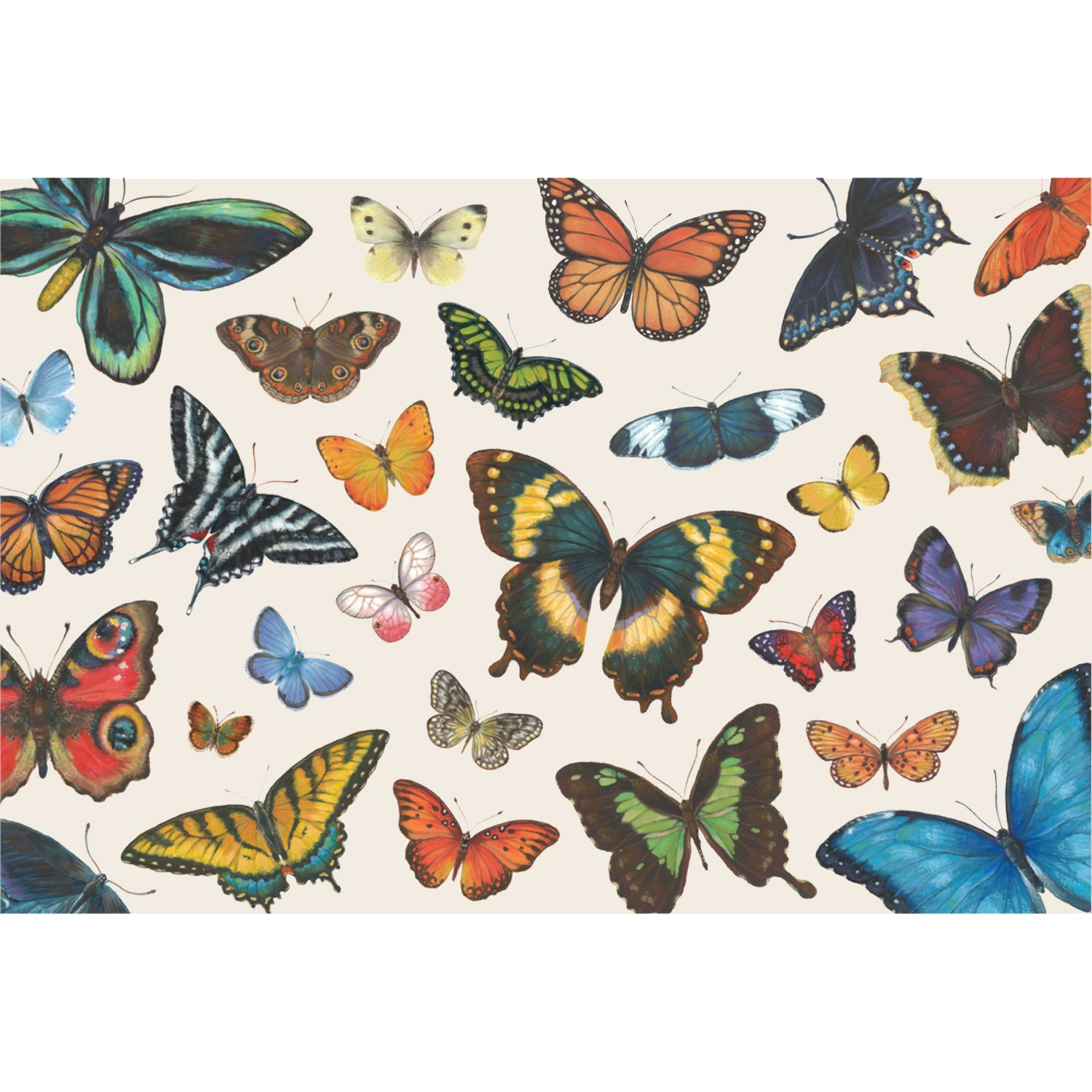 A variety of colorful butterflies displayed against a light background on Hester &amp; Cook&