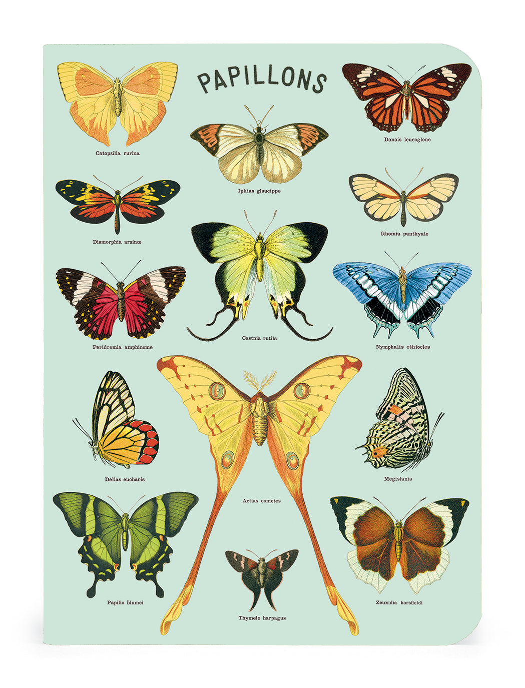 Papillons - a collection of Butterflies 3 Mini Notebooks on a blue background, featured in a Cavallini Papers &amp; Co mini notebook set.