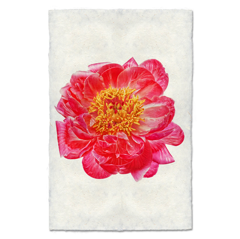 Barloga Red Peony art print. 