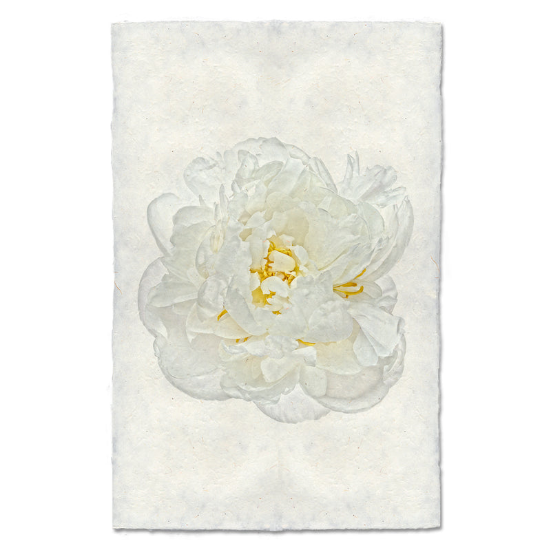 Barloga White Peony art print. 