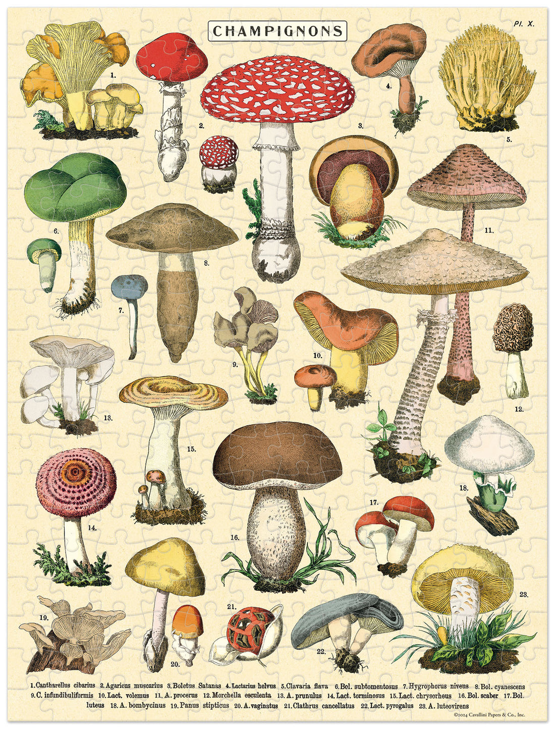 The Mushroom Mini Puzzle assembled showing numbered, vintage illustrations of various mushrooms and a mushroom name guide at the bottom.