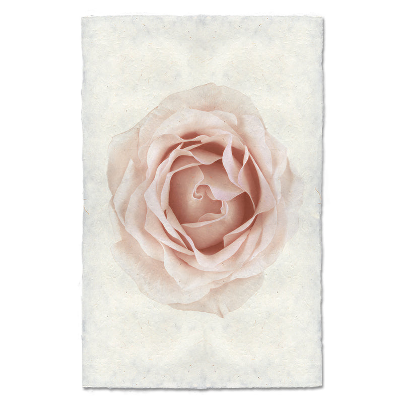 Barloga Pink Rose art print. 