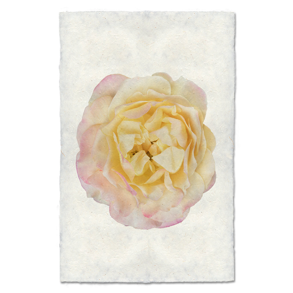 Pink &amp; Yellow Art Print