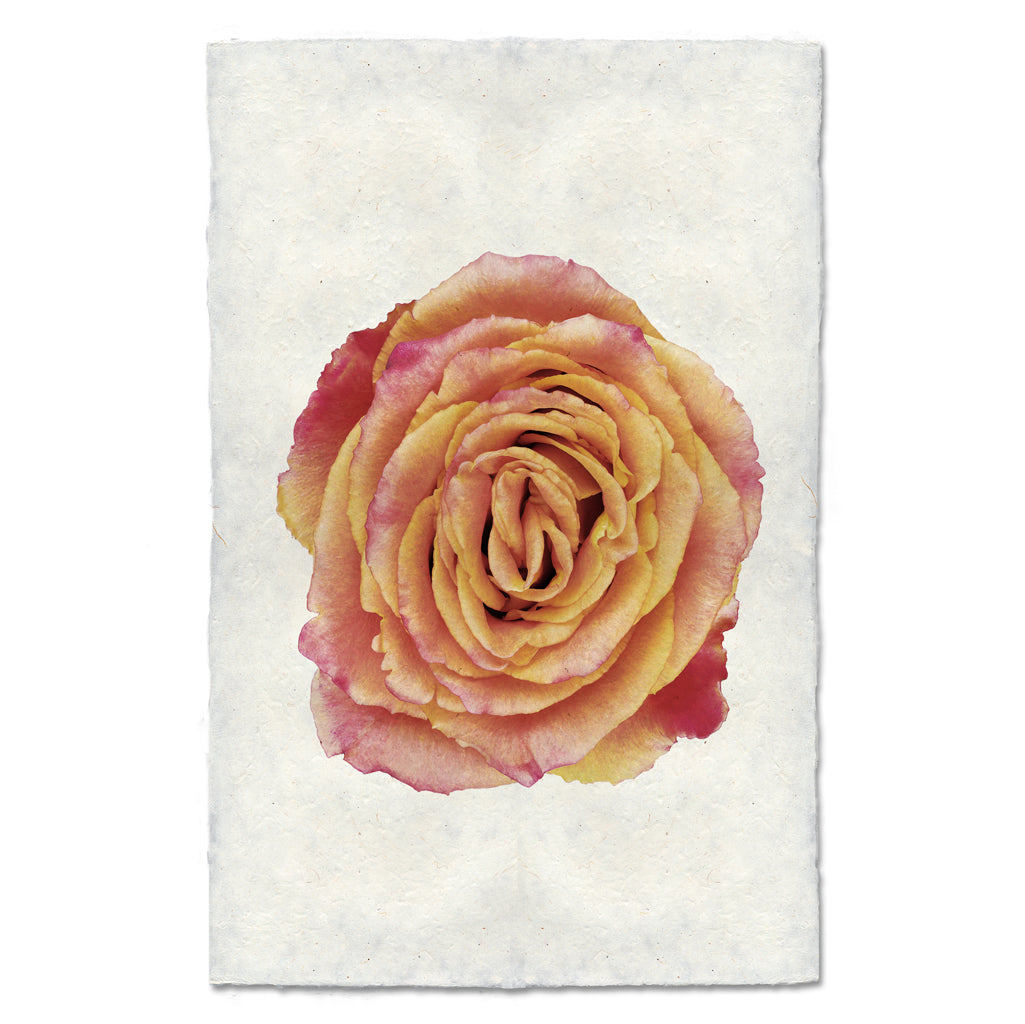Barloga Red &amp; Yellow Rose art work.