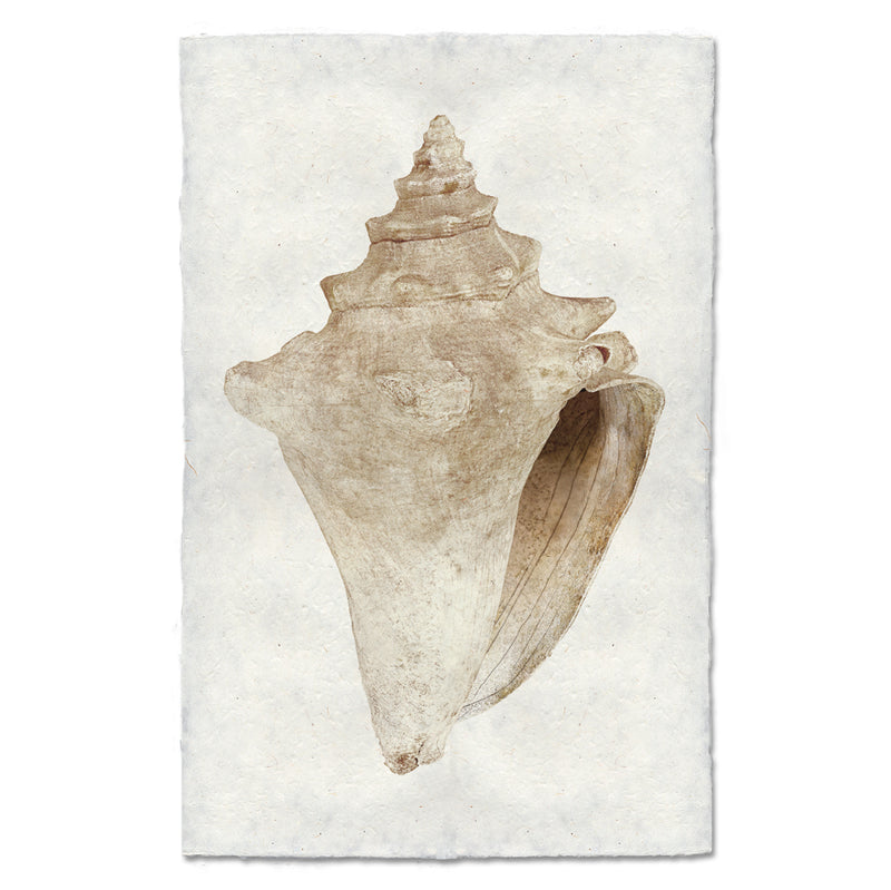Weathered conch artwork by Barloga Studios. 