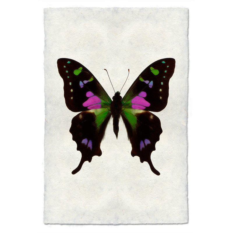Barloga Butterfly 