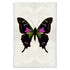 Barloga Butterfly 