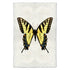 Barloga Butterfly 