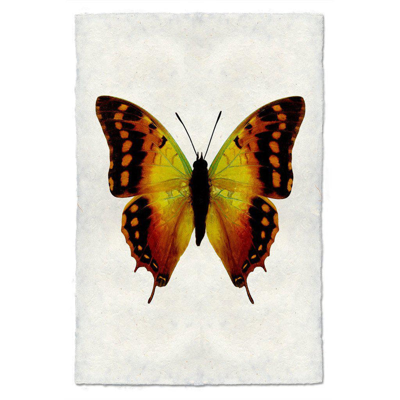 Barloga Butterfly 