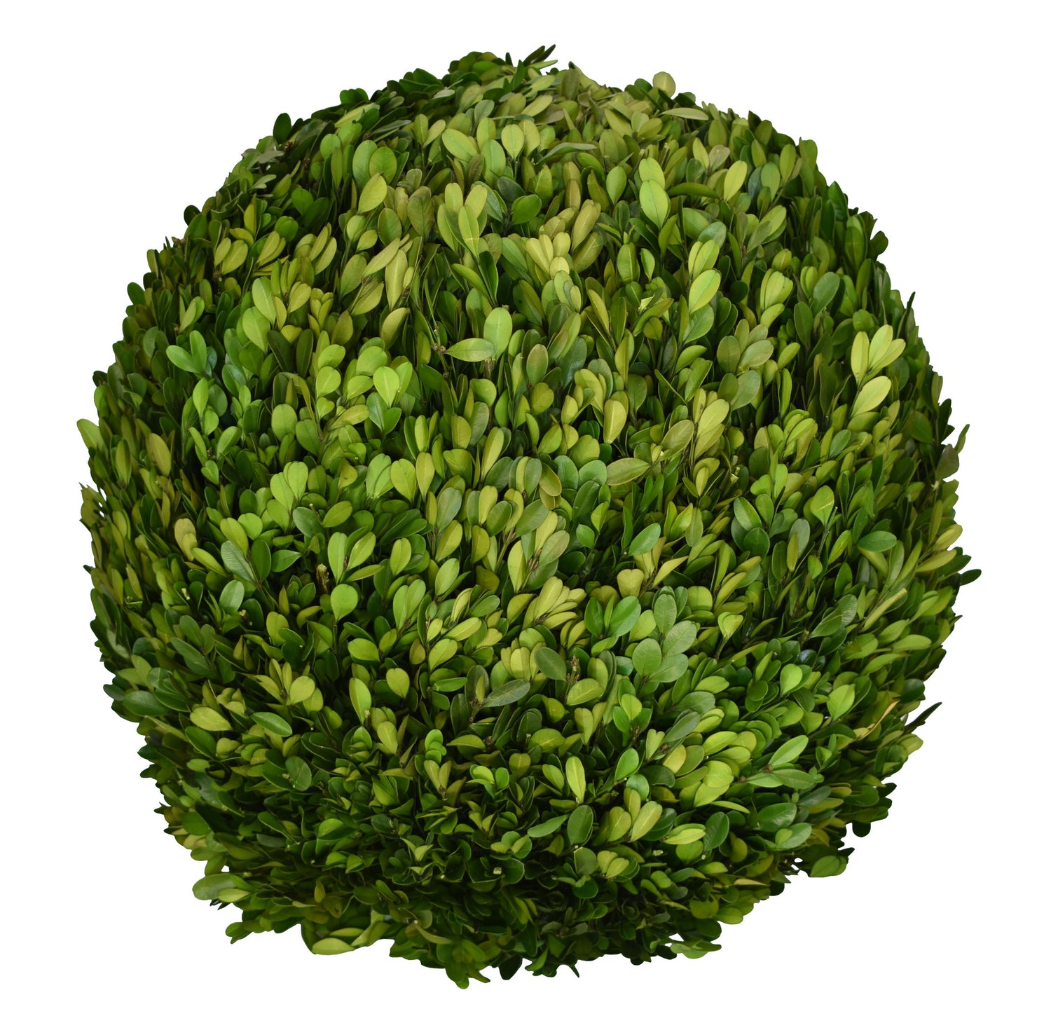 Preserved Boxwood Balls