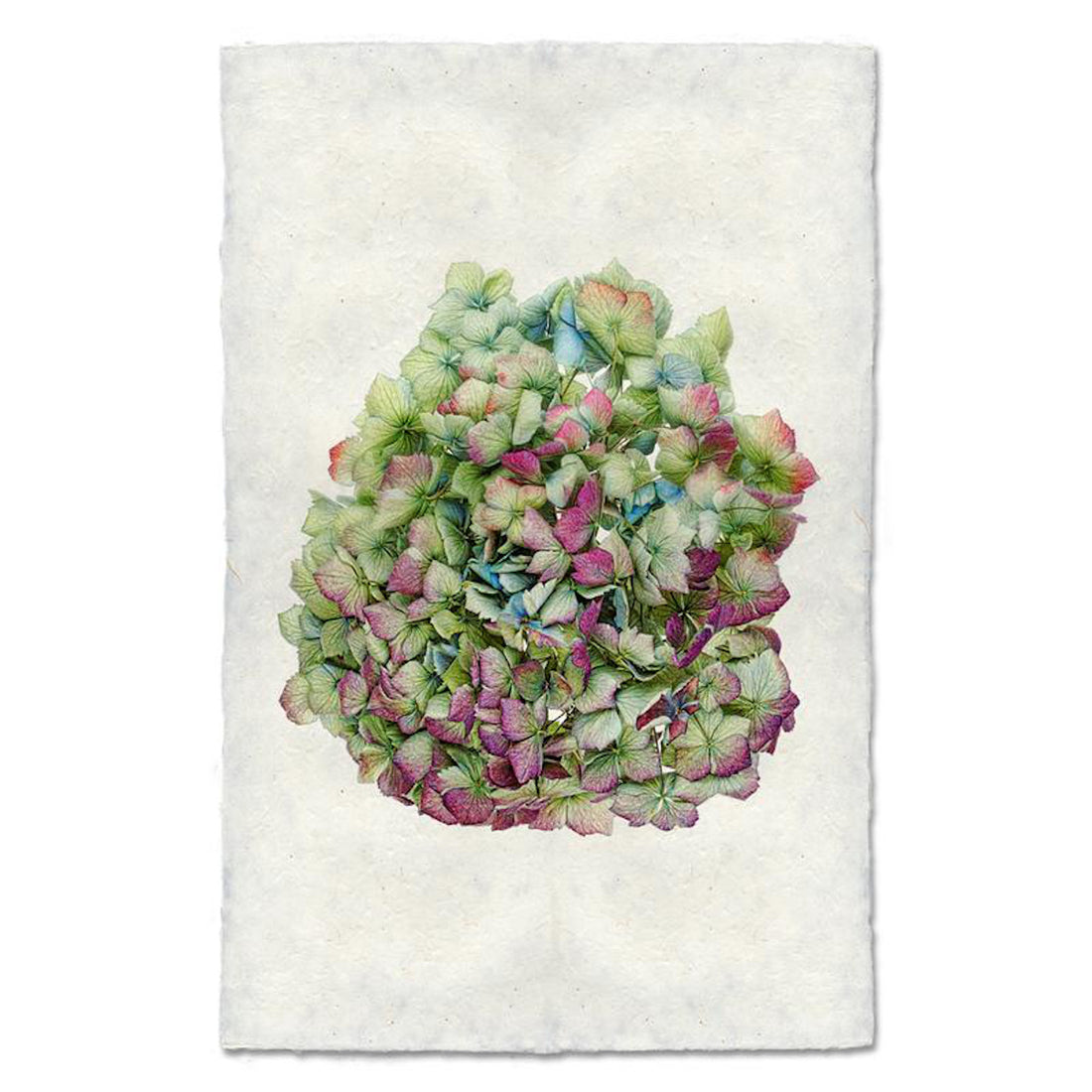 Hydrangea 