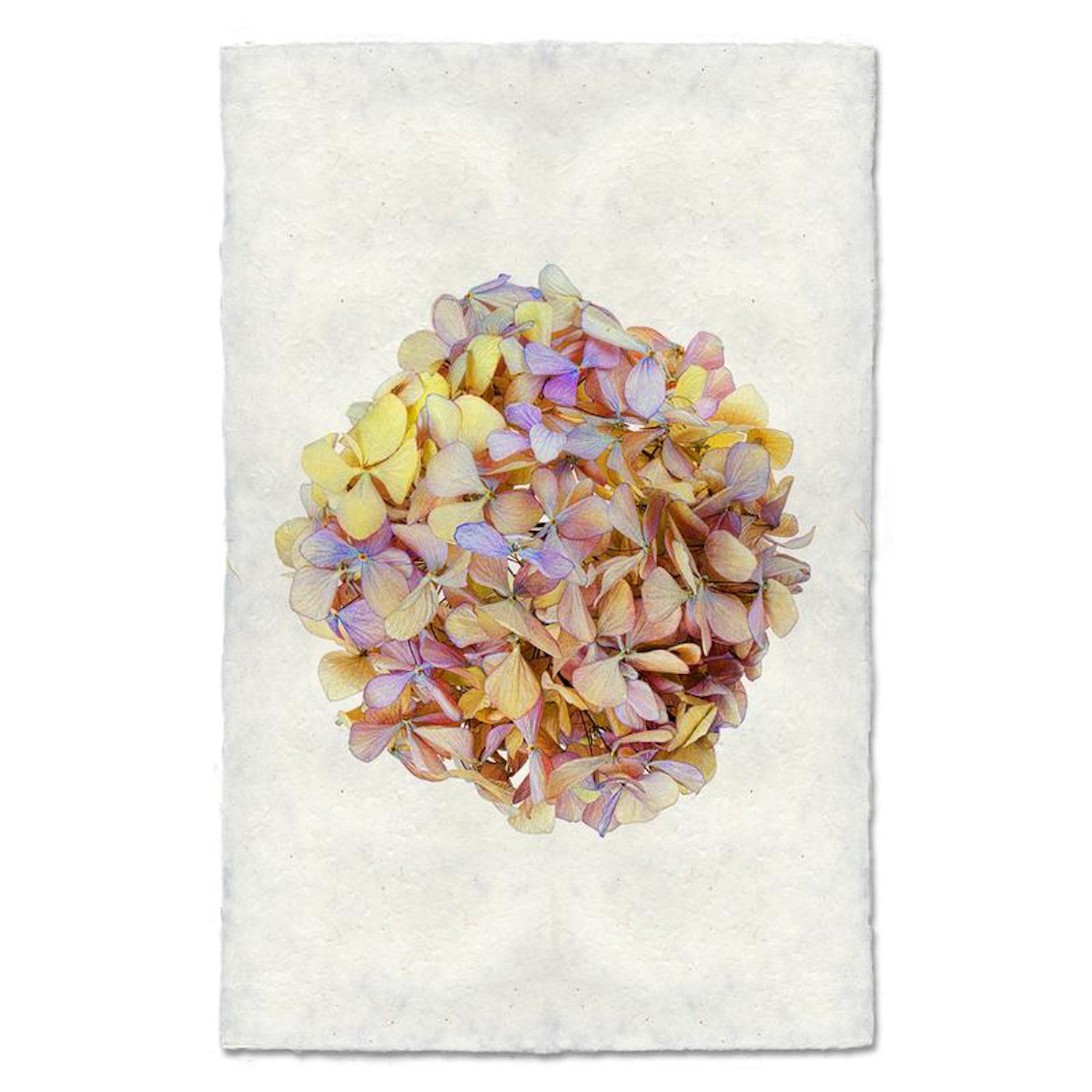 Hydrangea 