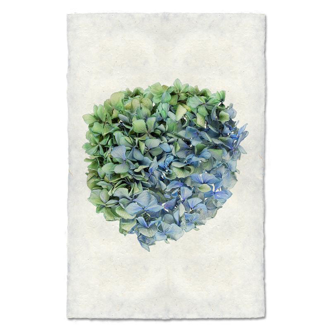 Hydrangea 