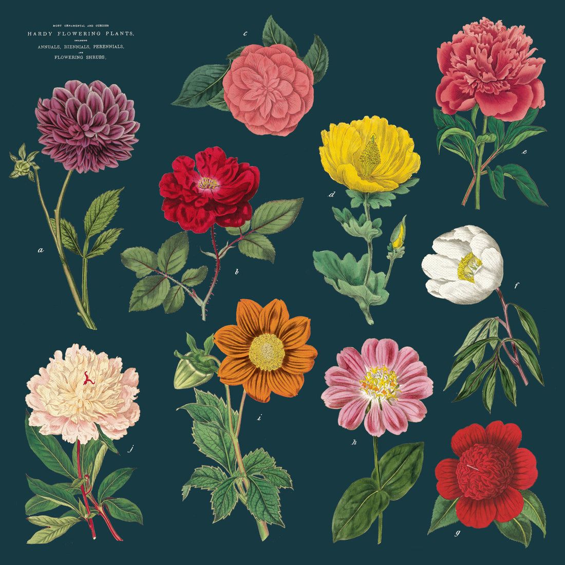 Botanica Cloth Napkin Set of Four