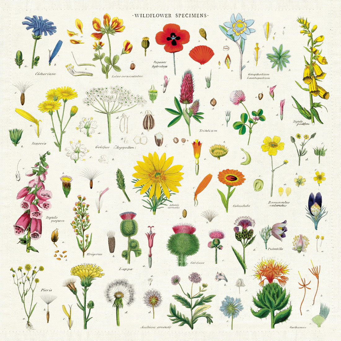 The Wildflowers Cloth Napkin by Cavallini Papers &amp; Co featuring illustrations of various wildflower specimens.
