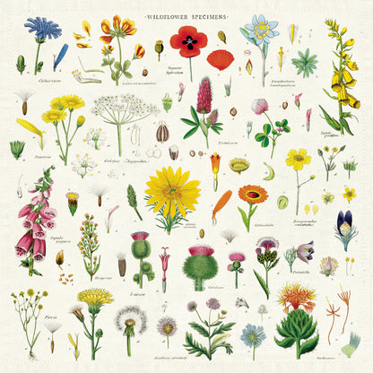 The Wildflowers Cloth Napkin by Cavallini Papers &amp; Co featuring illustrations of various wildflower specimens.