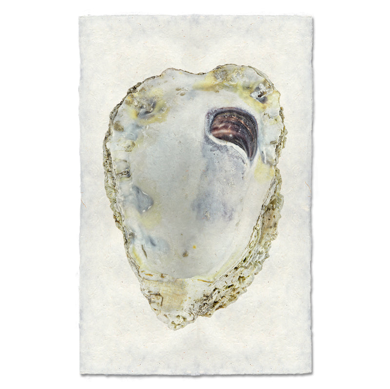 Oyster Study 