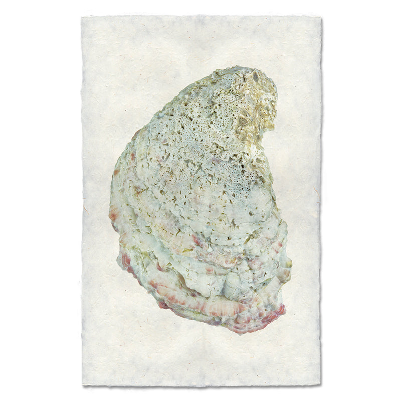 Oyster Study 