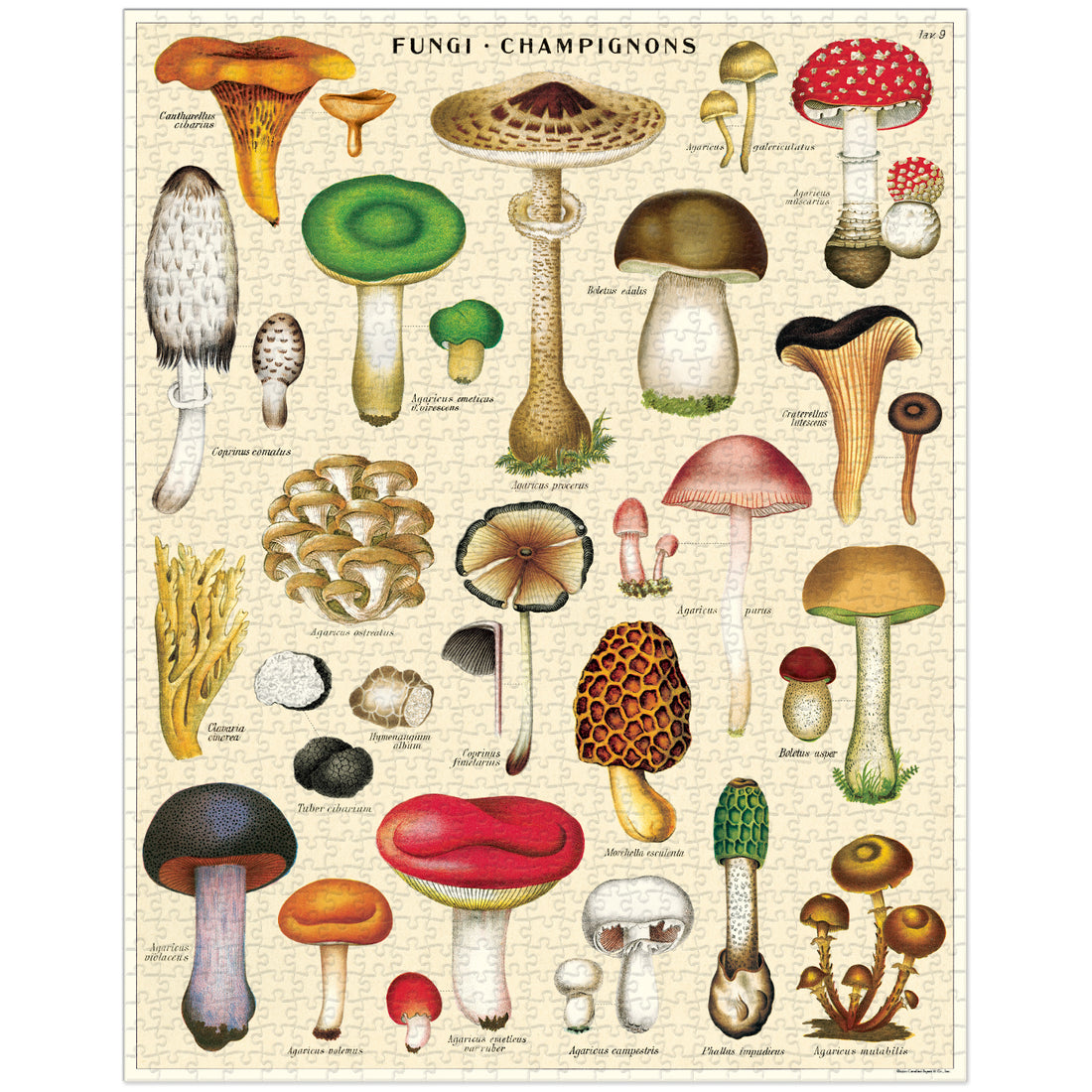 A cylindrical container of a 1000-piece Mushrooms Puzzle featuring various types of mushrooms by Cavallini Papers &amp; Co.