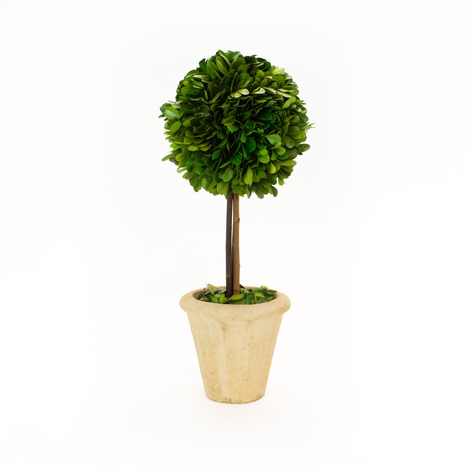 Potted Mills Floral Company Preserved Boxwood Single Ball Topiary isolated on a white background.