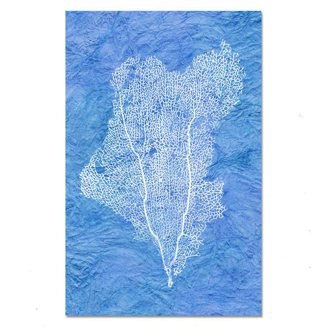 Kozo-Maldives Sea Fan 