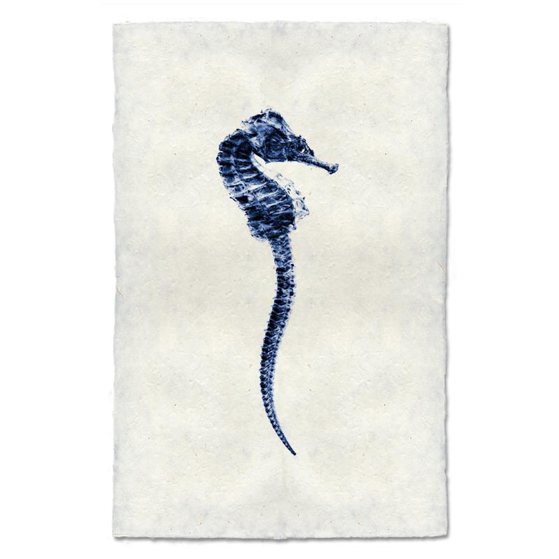 Seahorse 