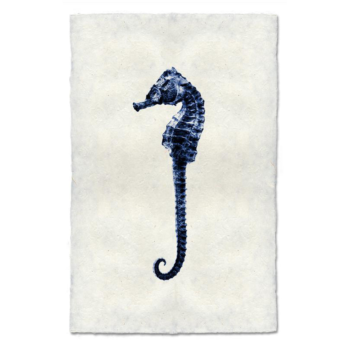 Seahorse 
