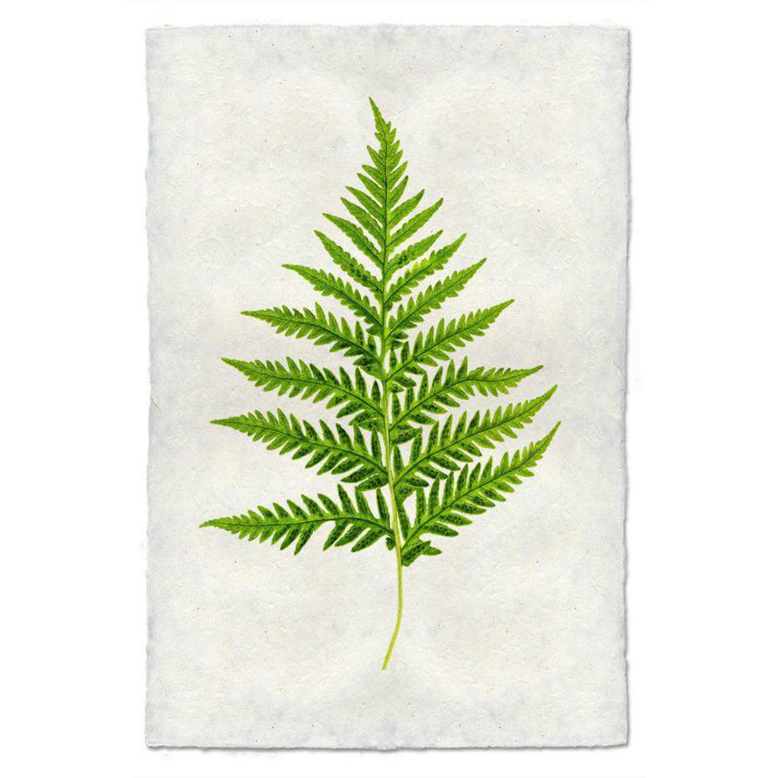 Fern 