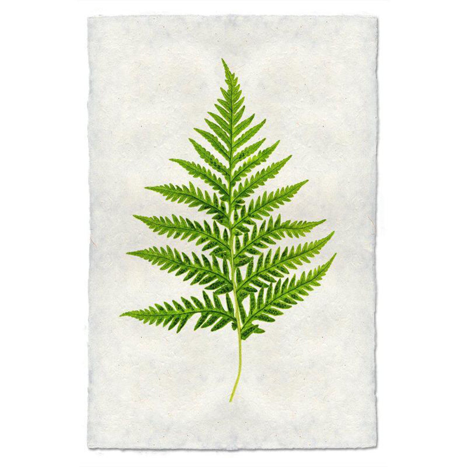 Fern 
