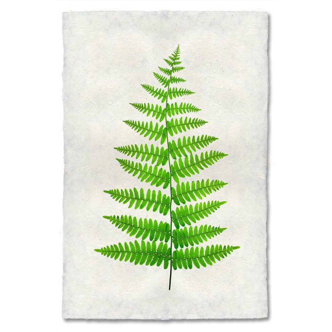 A single Fern 