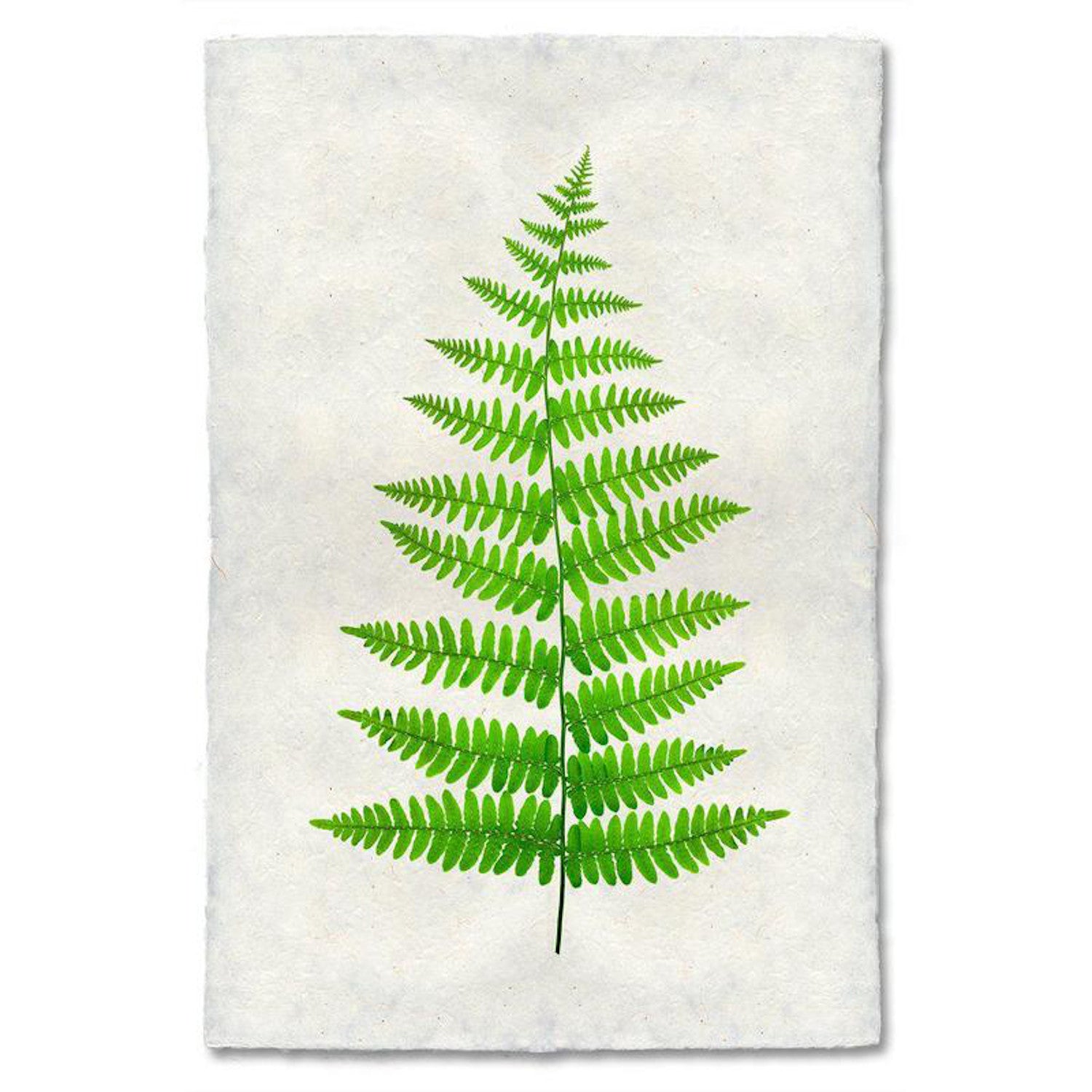 A single Fern 
