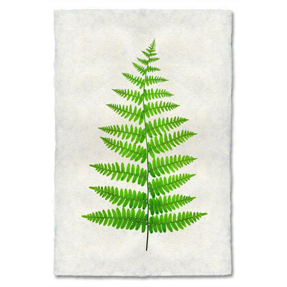 A single Fern 