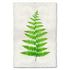 A single Fern 