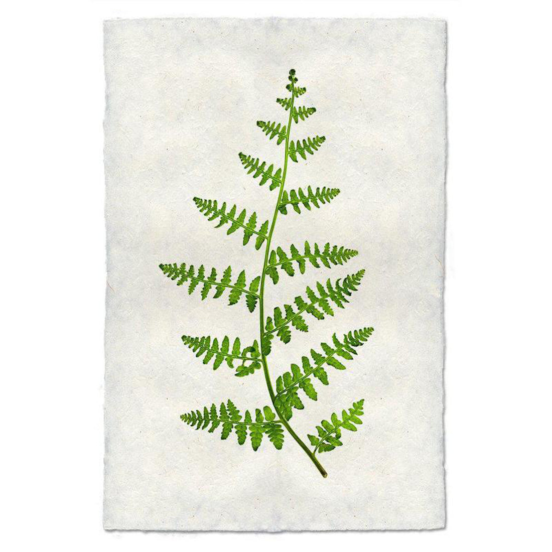 Fern 