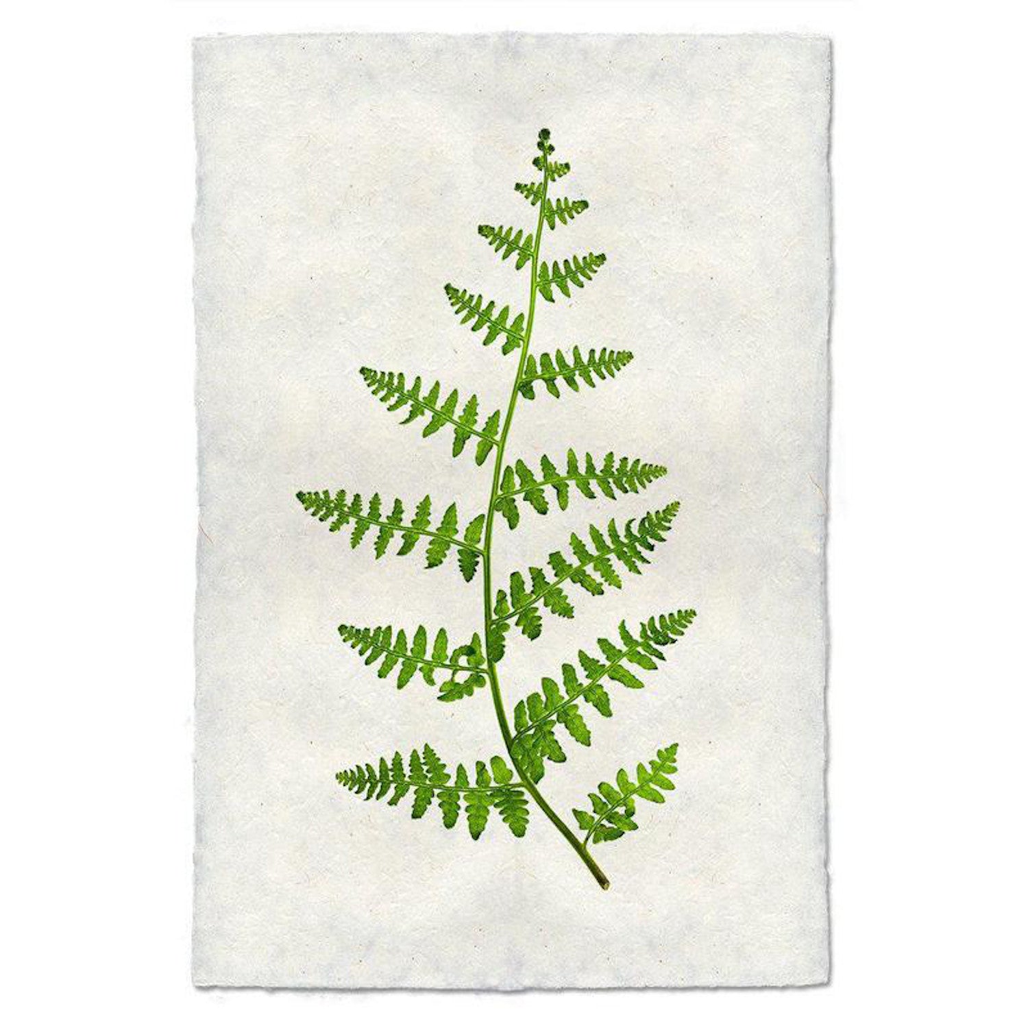 Fern 