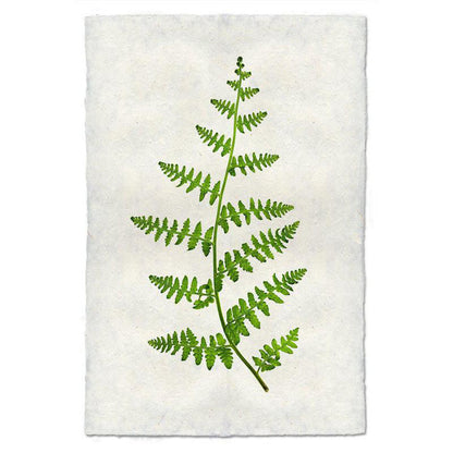 Fern 