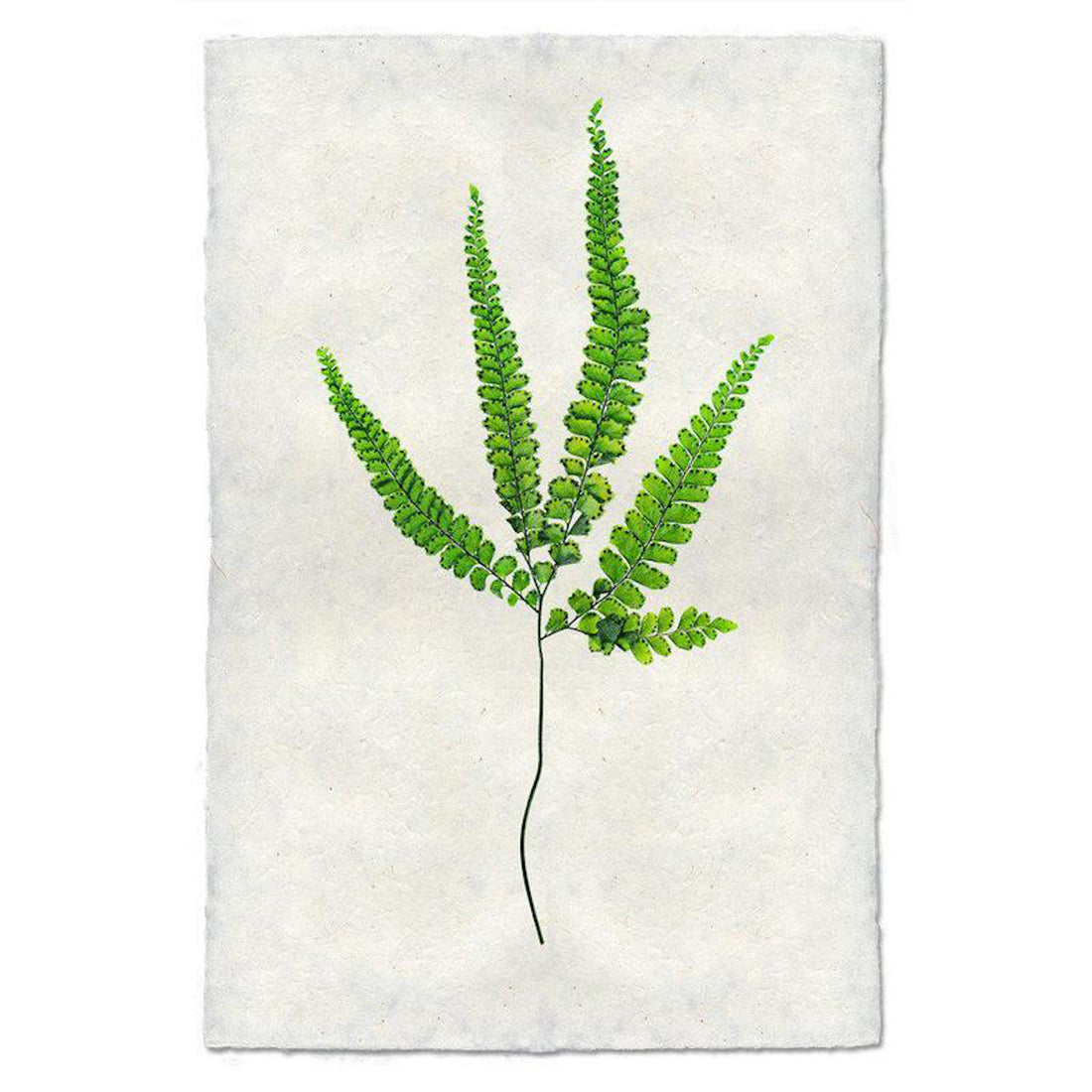 Fern 