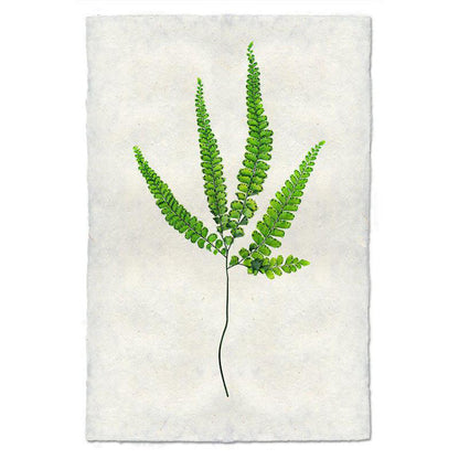 Fern 