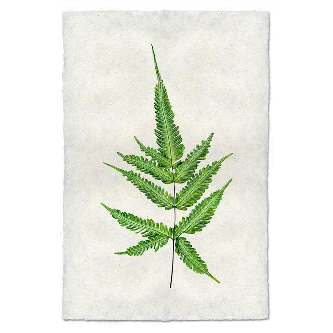 Fern 