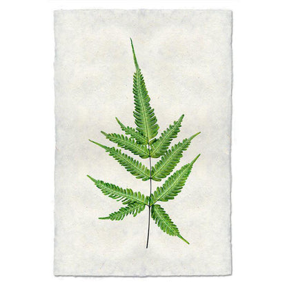 Fern 