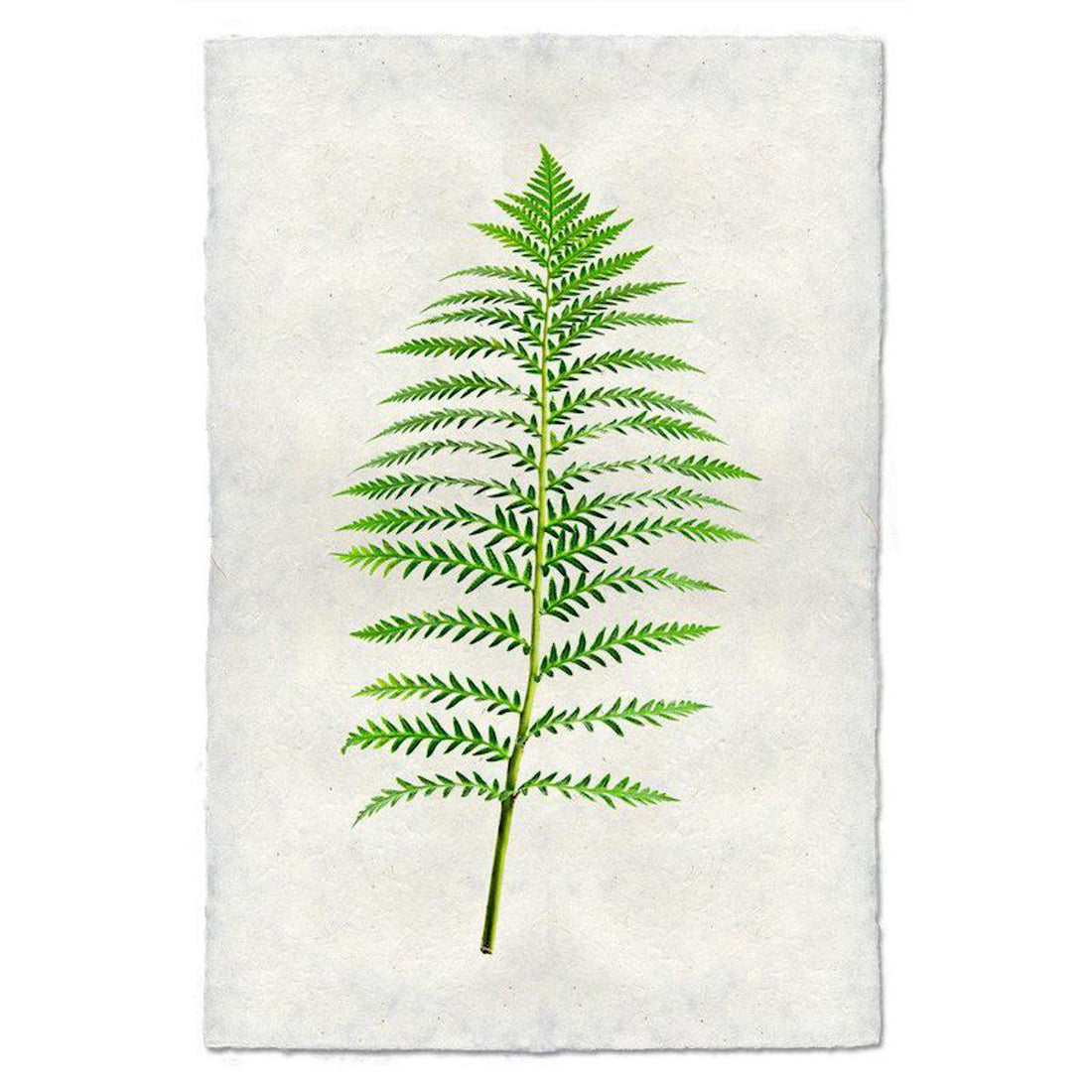 Fern 