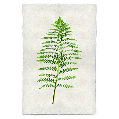 Fern 