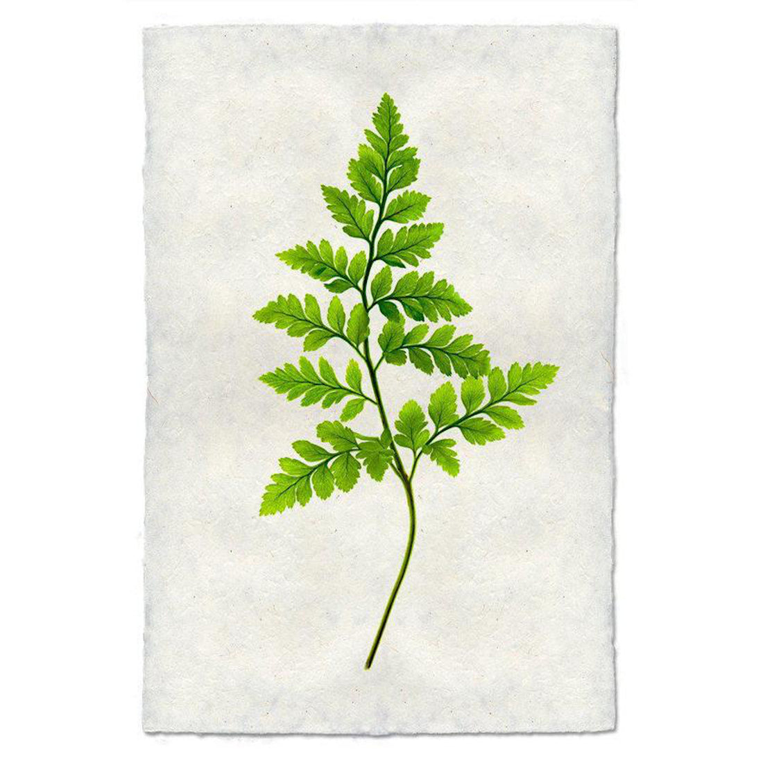 Fern 