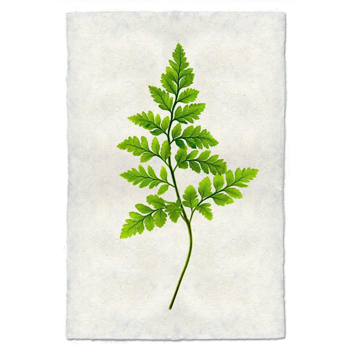 Fern 