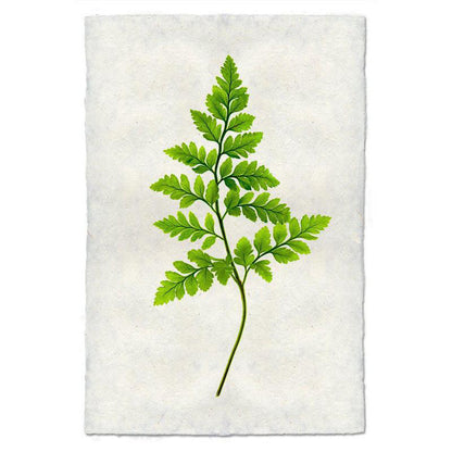 Fern 