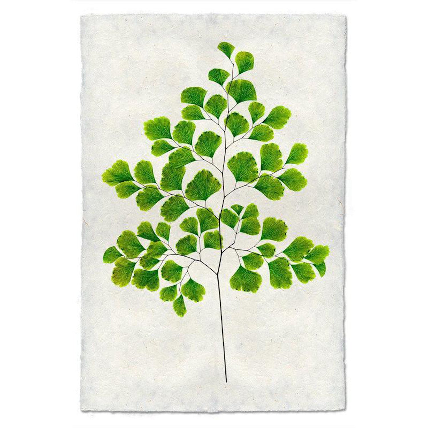 Fern 